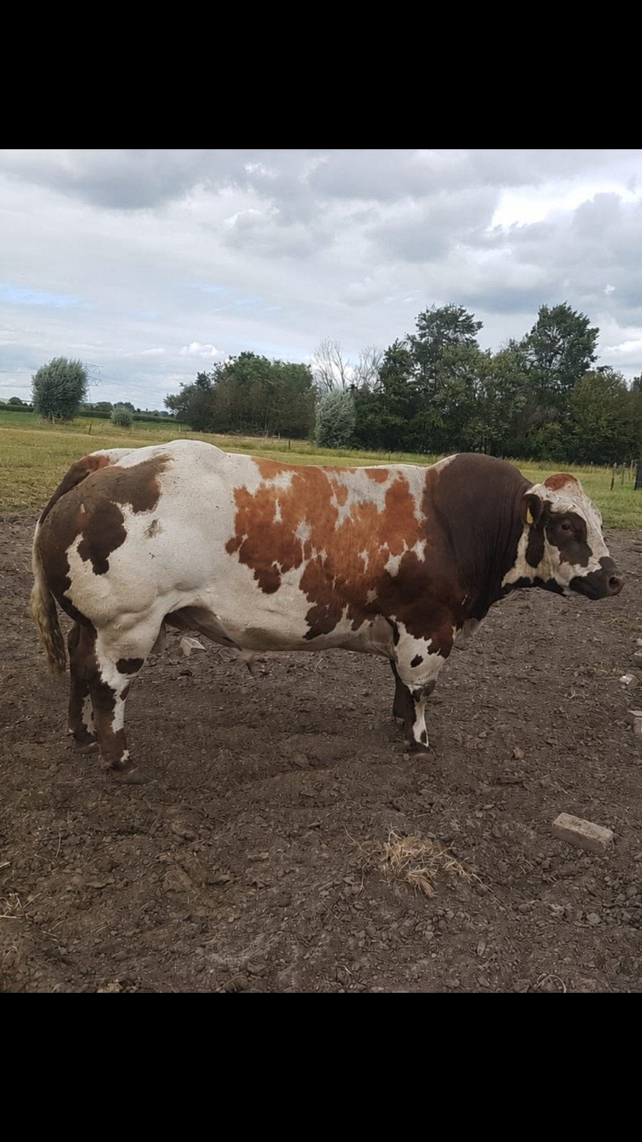 Verkocht, Dieren en Toebehoren, Runderen, Mannelijk