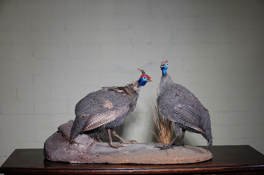 opgezette vogels parelhoenders pluimvee taxidermy, Verzamelen, Dierenverzamelingen, Ophalen, Zo goed als nieuw, Hert, Gewei of Kop