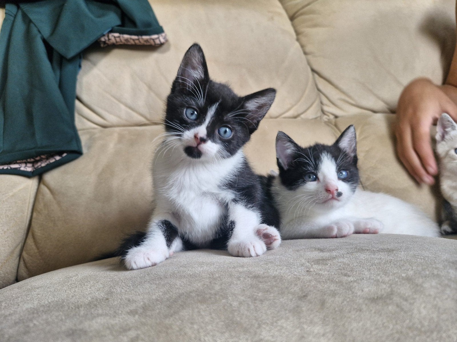 zeer lieve kittens, Meerdere dieren, Kortharig, 0 tot 2 jaar