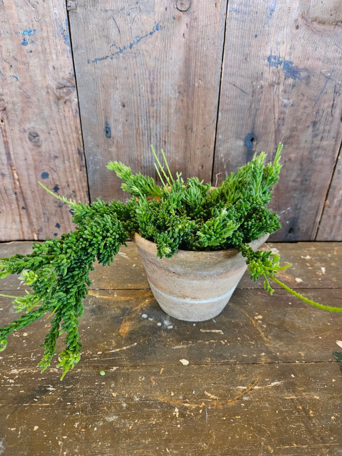 rhipsalis "WOONWINKEL RUSTIEK ", Ophalen, Halfschaduw, Minder dan 100 cm
