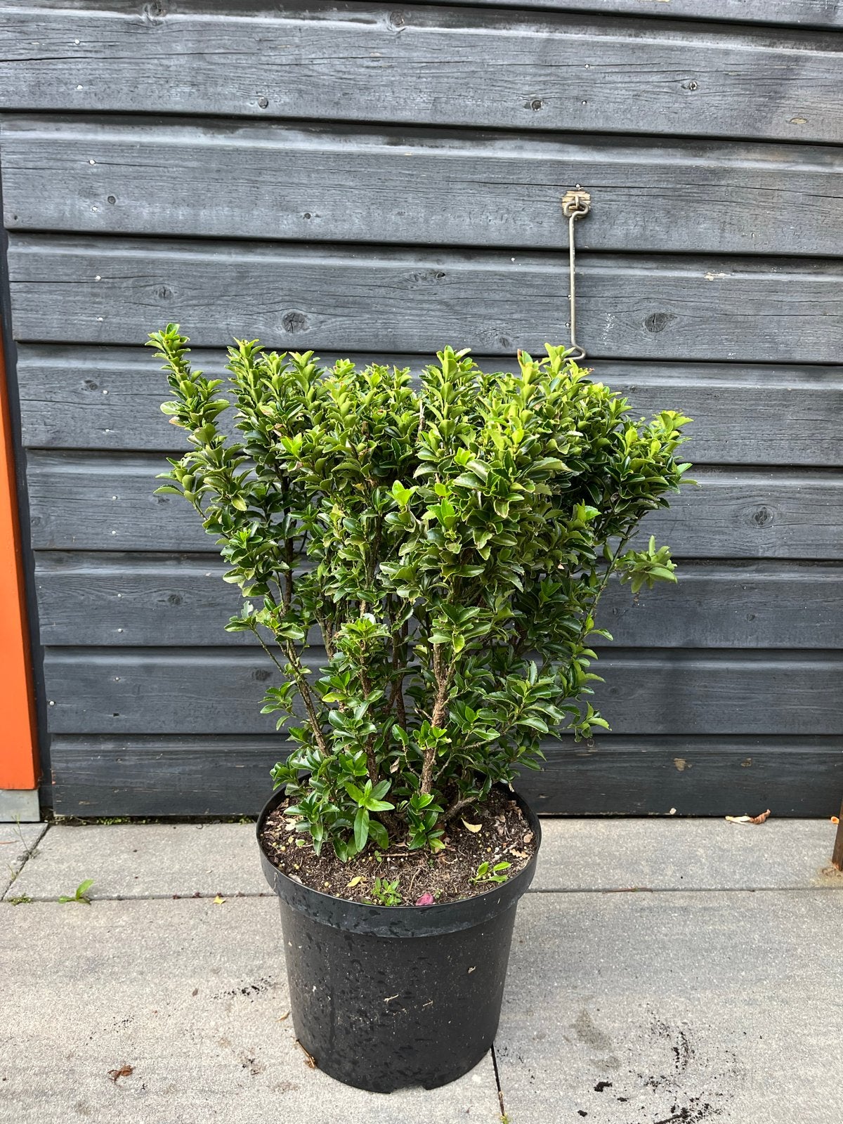 Buxus sempervirens - Buxusplant in pot, Tuin en Terras, Planten | Tuinplanten, Overige soorten, Vaste plant, Ophalen of Verzenden
