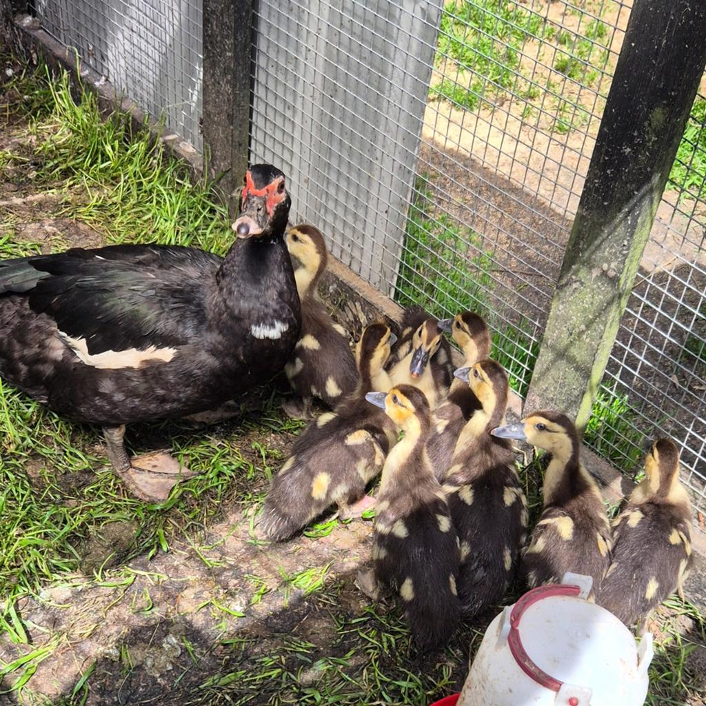 Te koop jongen muskus eenden, Dieren en Toebehoren, Pluimvee, Meerdere dieren, Eend