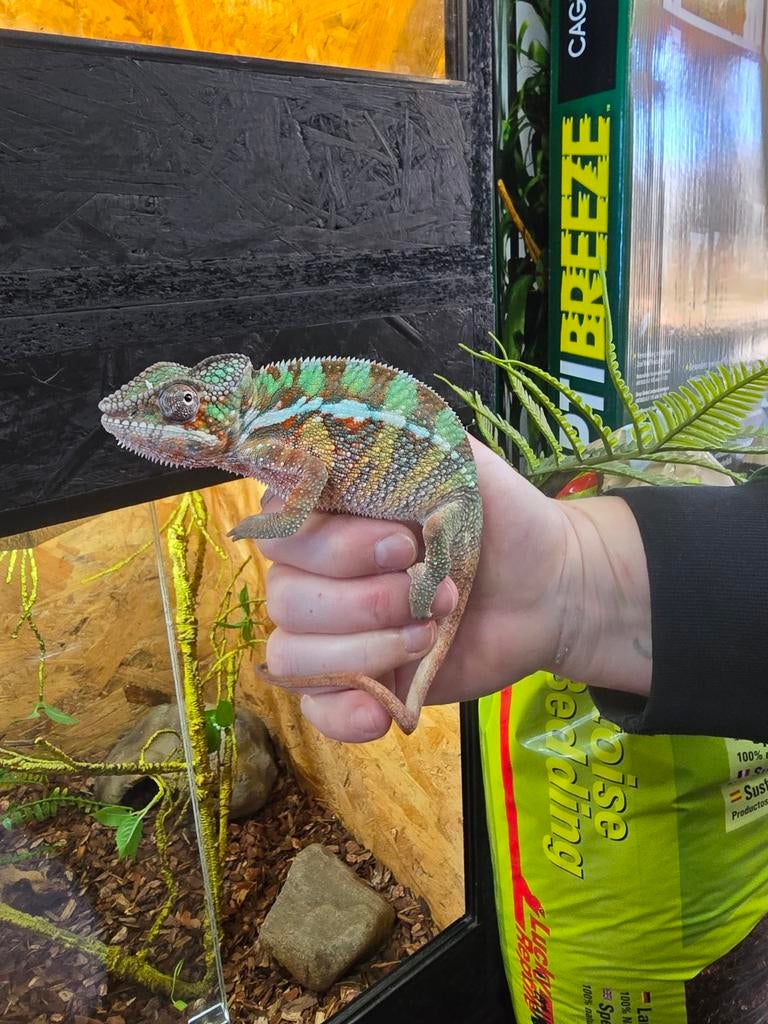 Prachtige furcifer pardalis prachtig van kleur!Nakweek 2025, Hagedis, 0 tot 2 jaar