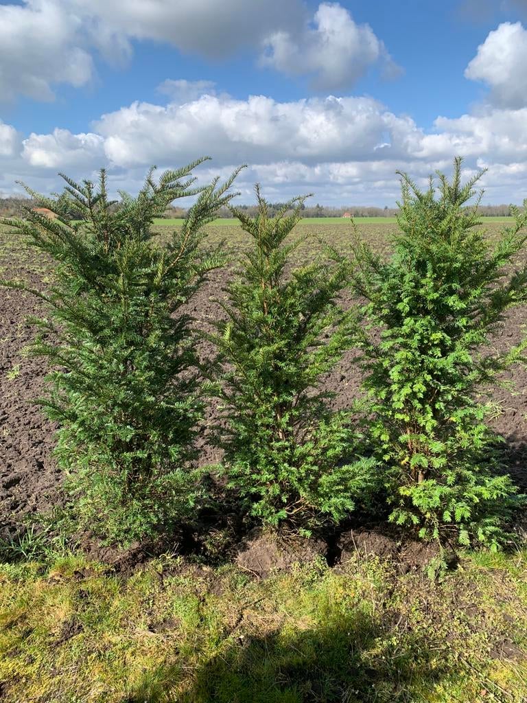Taxus baccata, Ophalen, Taxus, Haag, 100 tot 250 cm
