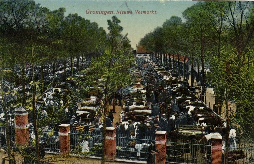 Groningen. Nieuwe Veemarkt. - koeien - 1912 gelopen, Verzamelen, Verzenden, Voor 1920, Gelopen, Groningen