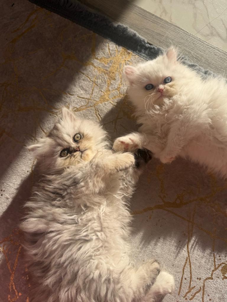 Schattige kittens zoeken een liefdevol thuis, Meerdere dieren, Langharig, 0 tot 2 jaar