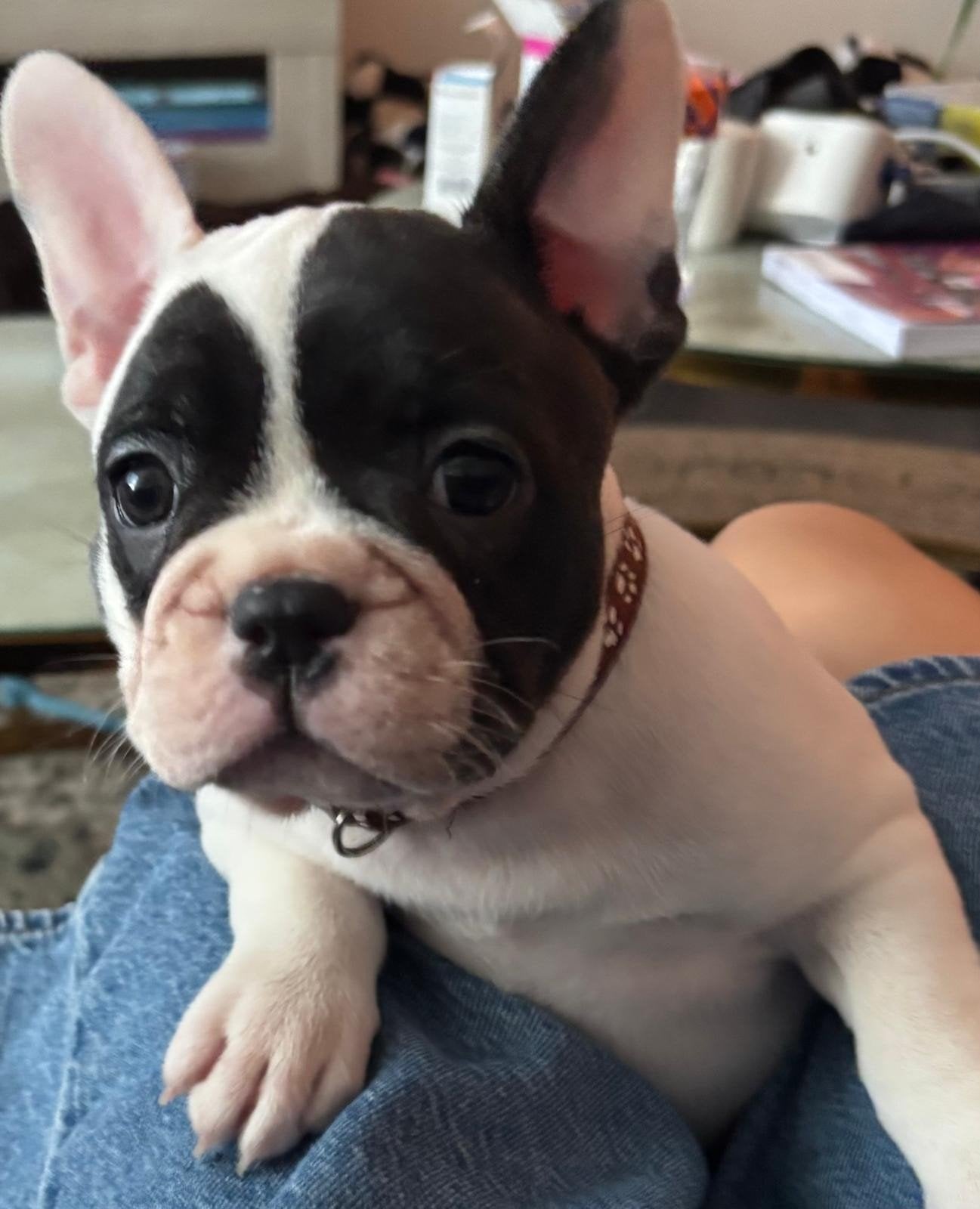 Franse Bulldog puppies te koop/mogen vrijdag nest verlaten, Dieren en Toebehoren, 8 tot 15 weken, Teef, Bulldog, Meerdere
