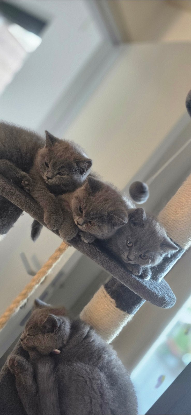 Foto 5 van Britse korthaar kittens - stamboom afkomstig