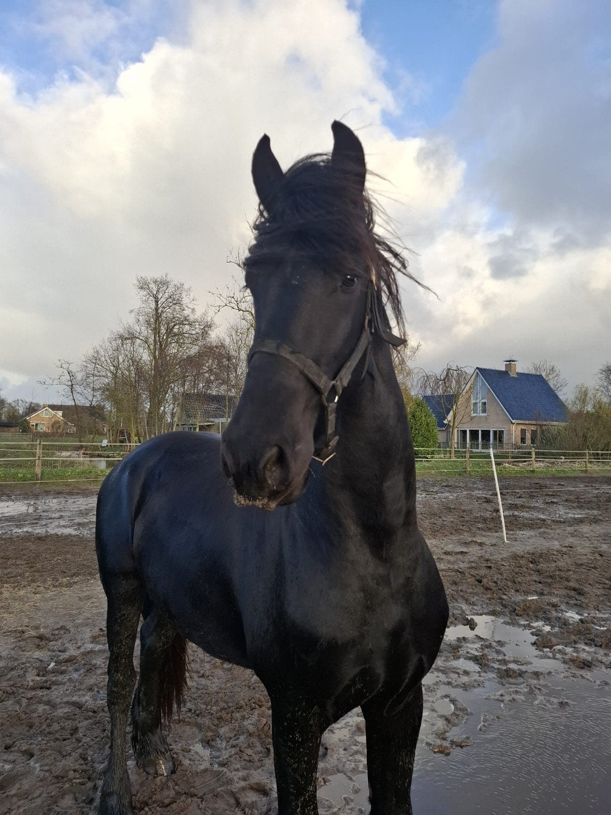 Te koop.Super brave 3 jarige grote Friese hengst., Dieren en Toebehoren, Paarden, Hengst, 160 tot 165 cm, Dressuurpaard, 3 tot 6 jaar