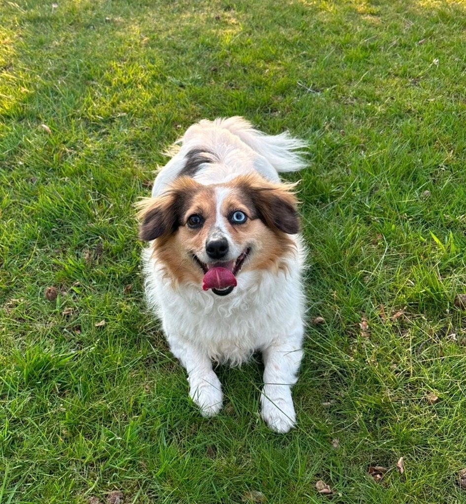 Hondje, Dieren en Toebehoren, 6 jaar of ouder, Keeshond, Teef, Eén hond