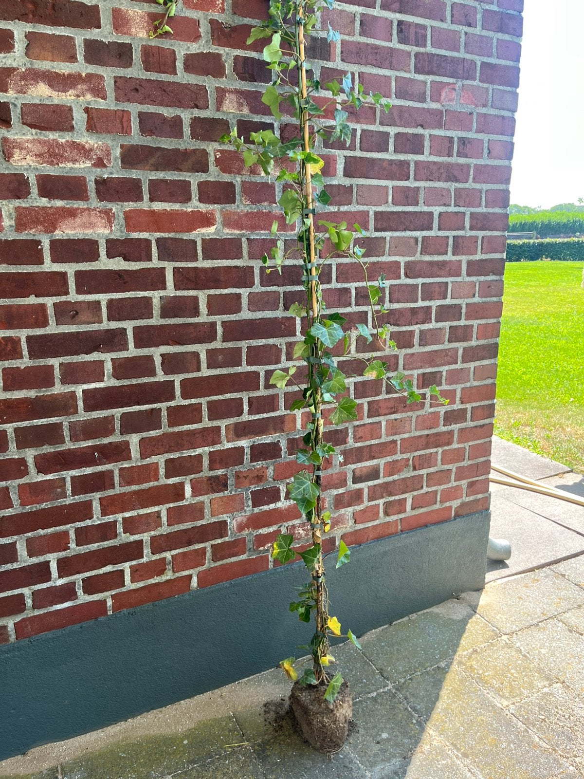 Hedra klimop, klimop in pot, Ophalen, Overige soorten, 100 tot 250 cm