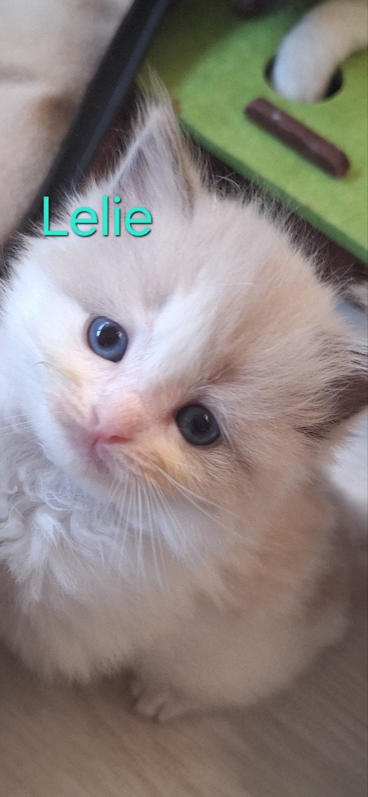 Prachtige Ragdoll kittens, Dieren en Toebehoren, Katten en Kittens | Overige Katten, Meerdere dieren, Langharig, 0 tot 2 jaar