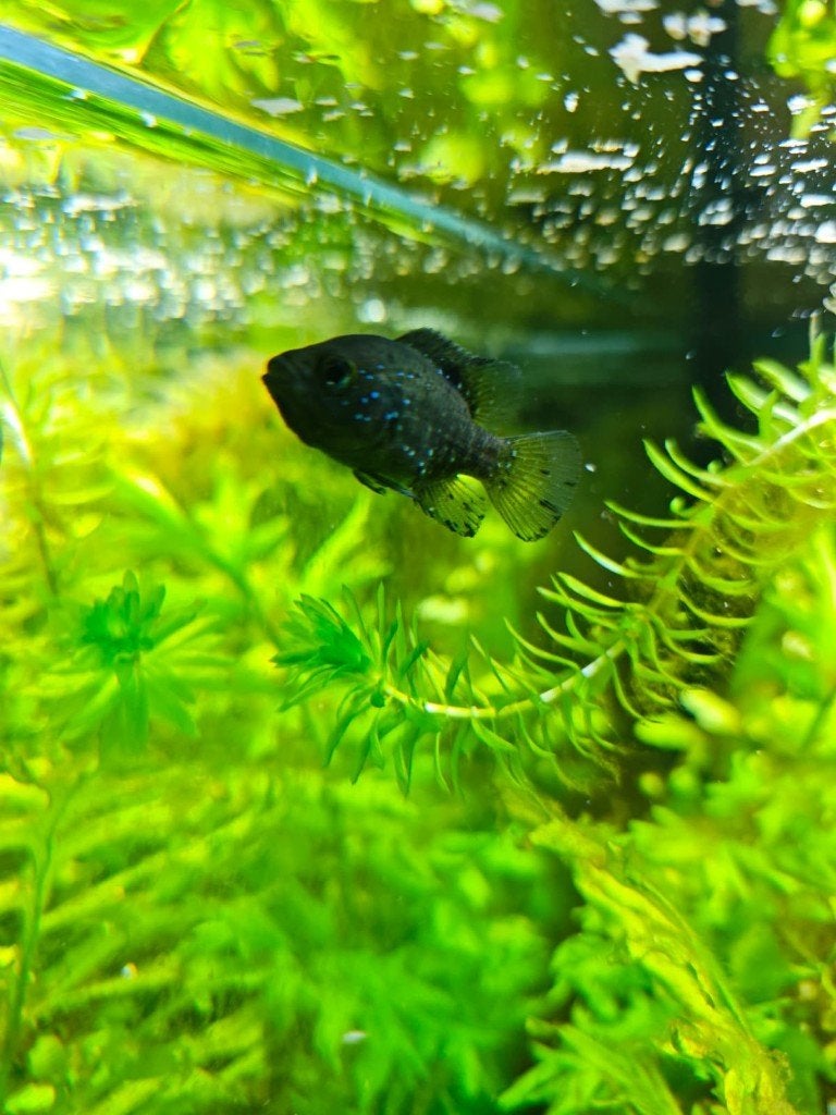 Starry Night Cichliden jonkies (Paratilapia polleni), Dieren en Toebehoren, Vissen | Aquariumvissen, Vis, Zoetwatervis
