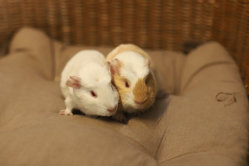 Jonge cavia's | Beertjes en zeugjes | Veel keuze, Dieren en Toebehoren, Mei, Meerdere dieren, Cavia