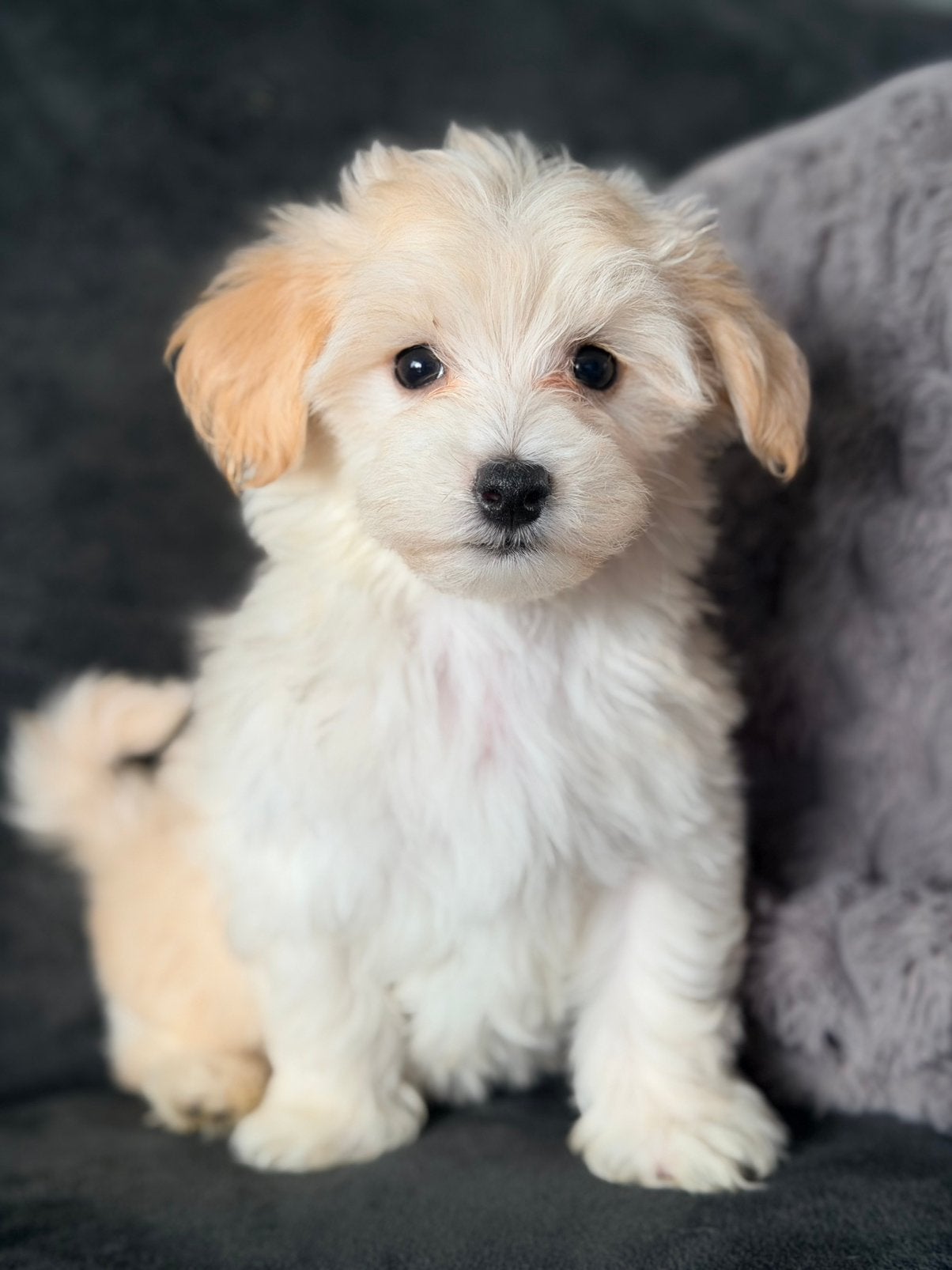 Foto 2 van Maltipoo pups te koop mogen verhuizen!