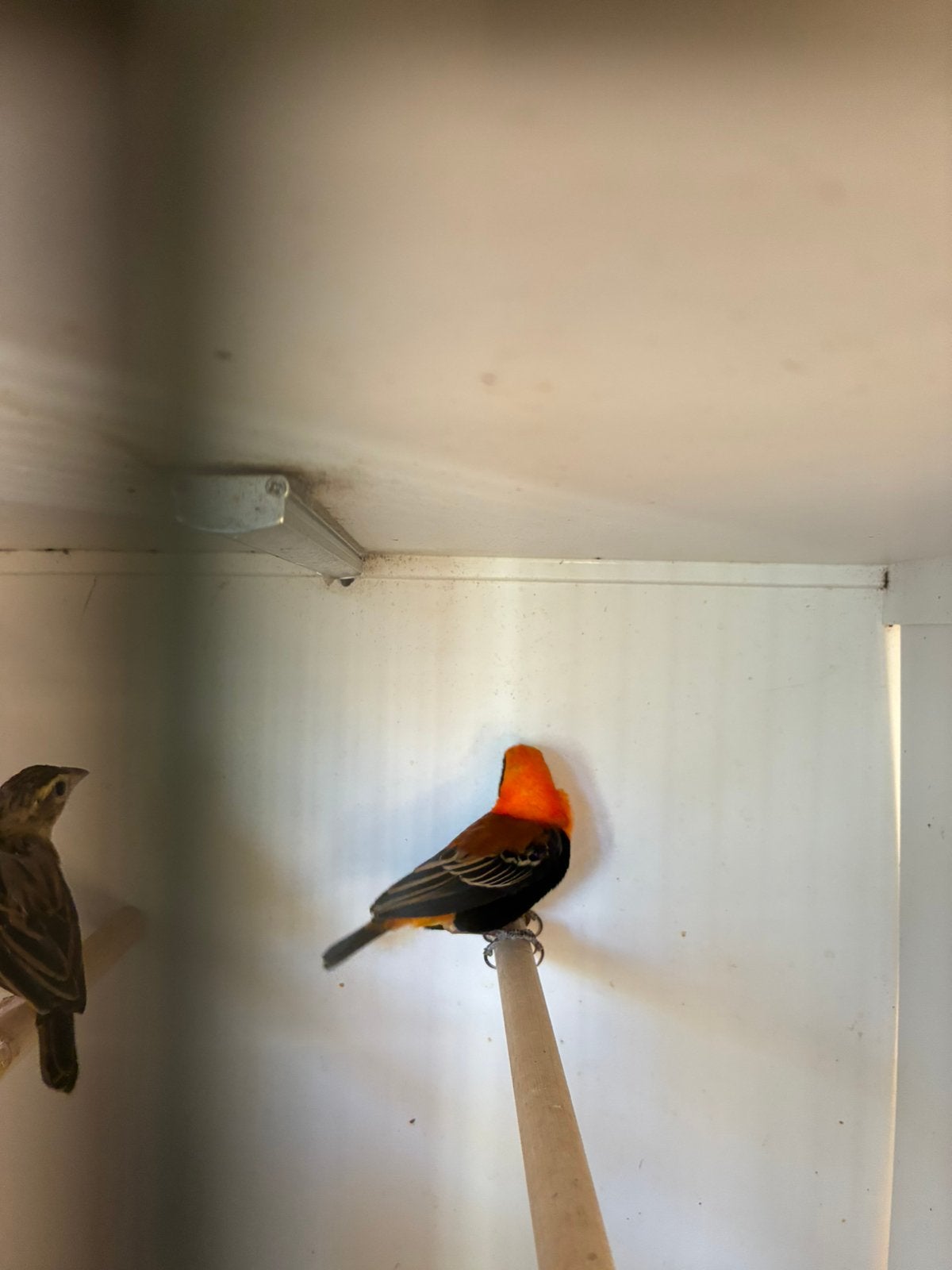te koop oranje wevers, Meerdere dieren, Kleurkanarie