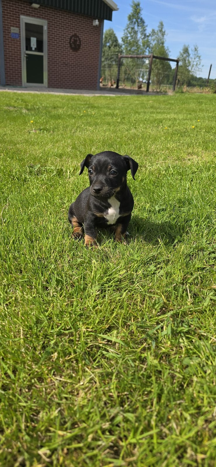 Nog 2 lieve jack russel black and tan reutjes, Nederland, Parvo, Jack Russell Terriër, 8 tot 15 weken