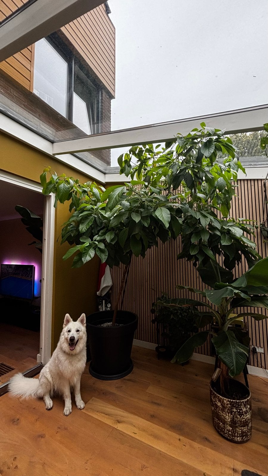 Avocadoboom voor kantoor/loft/vila etc, Ophalen, 200 cm of meer, Overige soorten, Halfschaduw