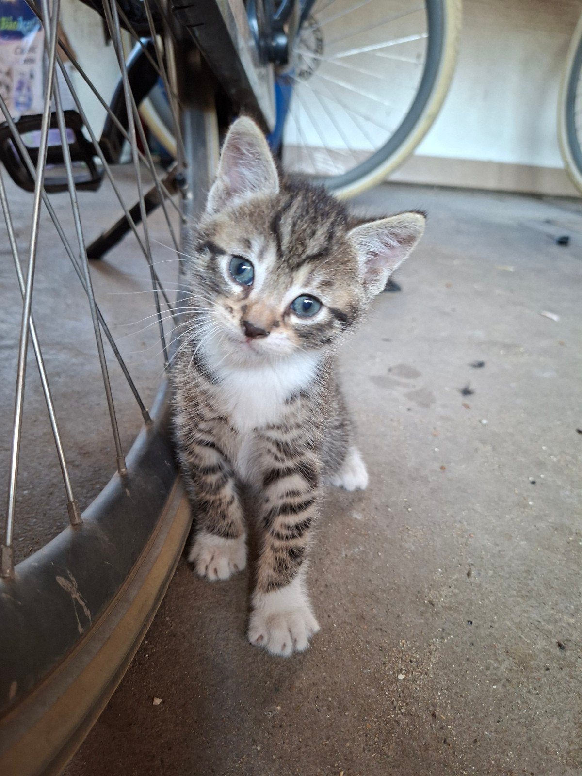schattige boederij kittens, Meerdere dieren