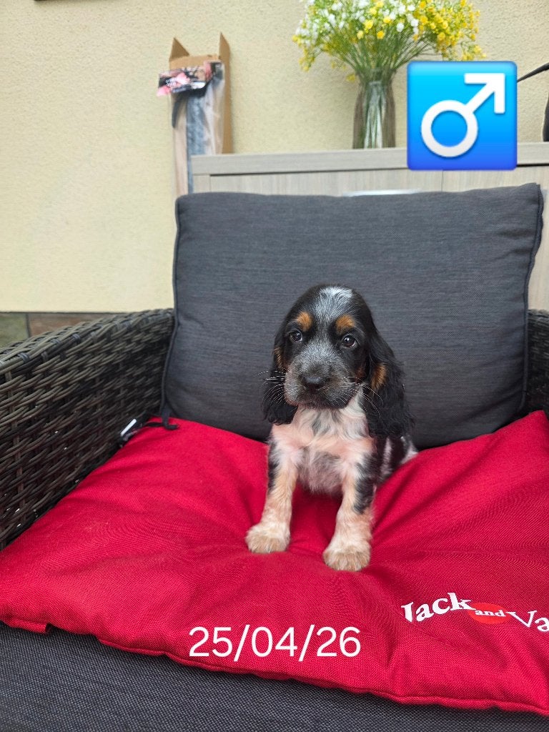 mooie engelse cocker pups, België, 8 tot 15 weken, Parvo, Meerdere