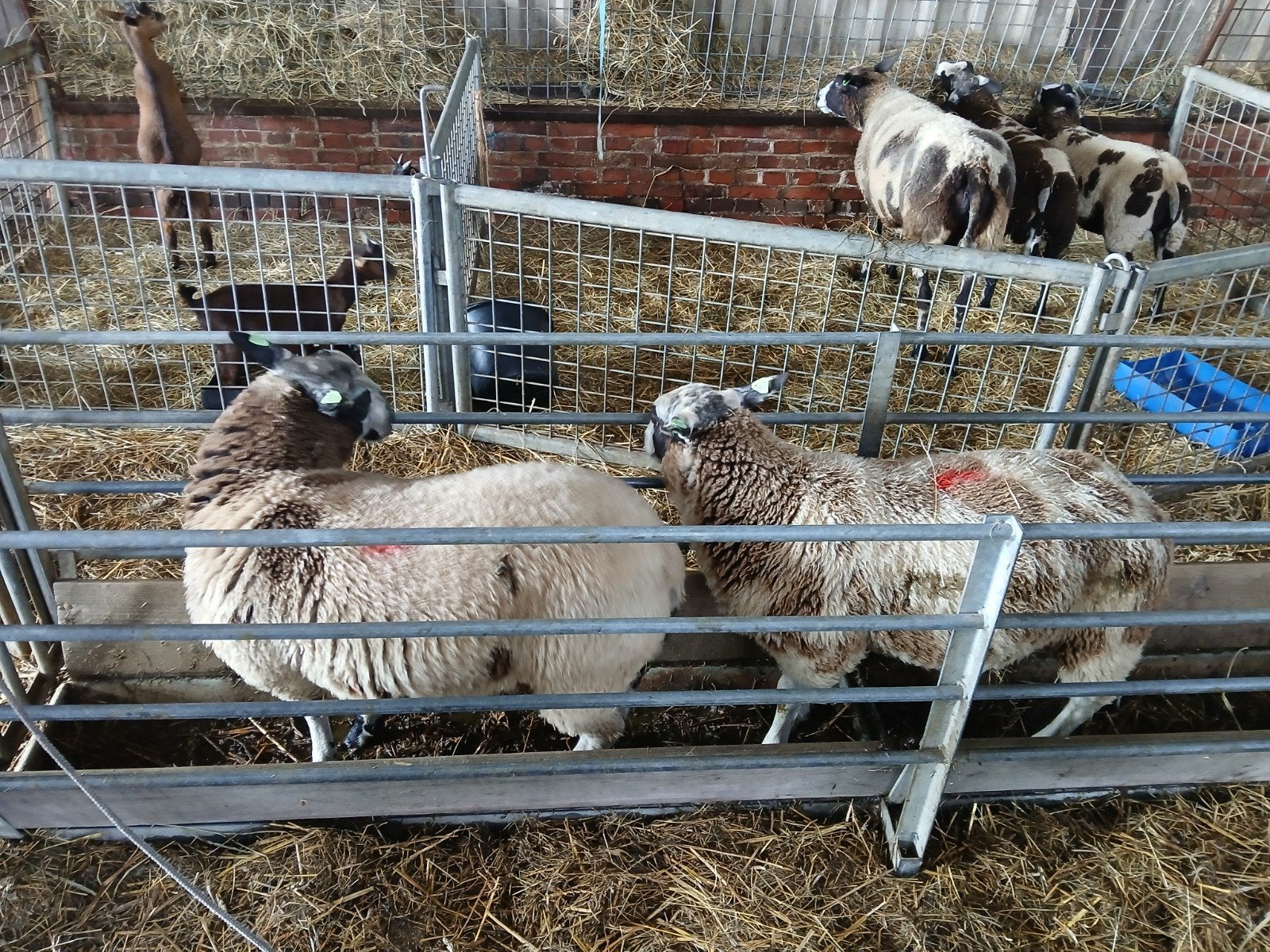 Te koop dekrammen. Voor meer informatie, 0650865185., Meerdere dieren, Schaap, 0 tot 2 jaar