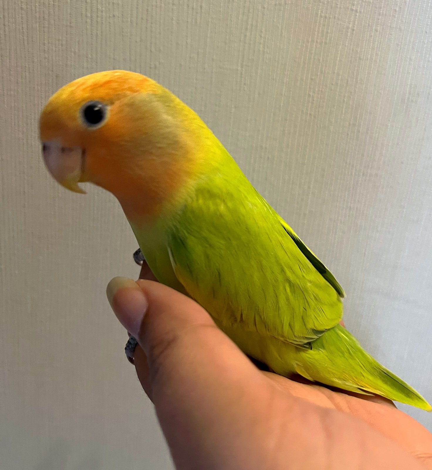 Tamme agapornis vogel dwergpapegaai handtam baby, Geslacht onbekend, Dwergpapegaai of Agapornis, Tam