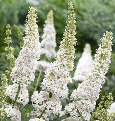 buddleja dav. vlinderstruiken in soorten. C1 plantgoed 50cm, Overige soorten, Volle zon, Vaste plant, Ophalen of Verzenden