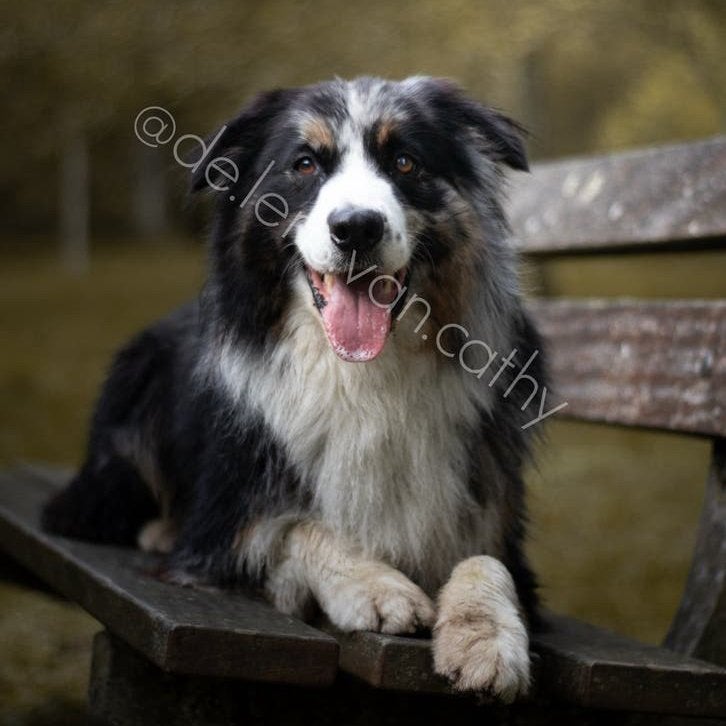 Jouw prijs, jouw keuze — fotoshoot voor huisdieren / honden, Overige merken, Ophalen, Nieuw, Overige typen