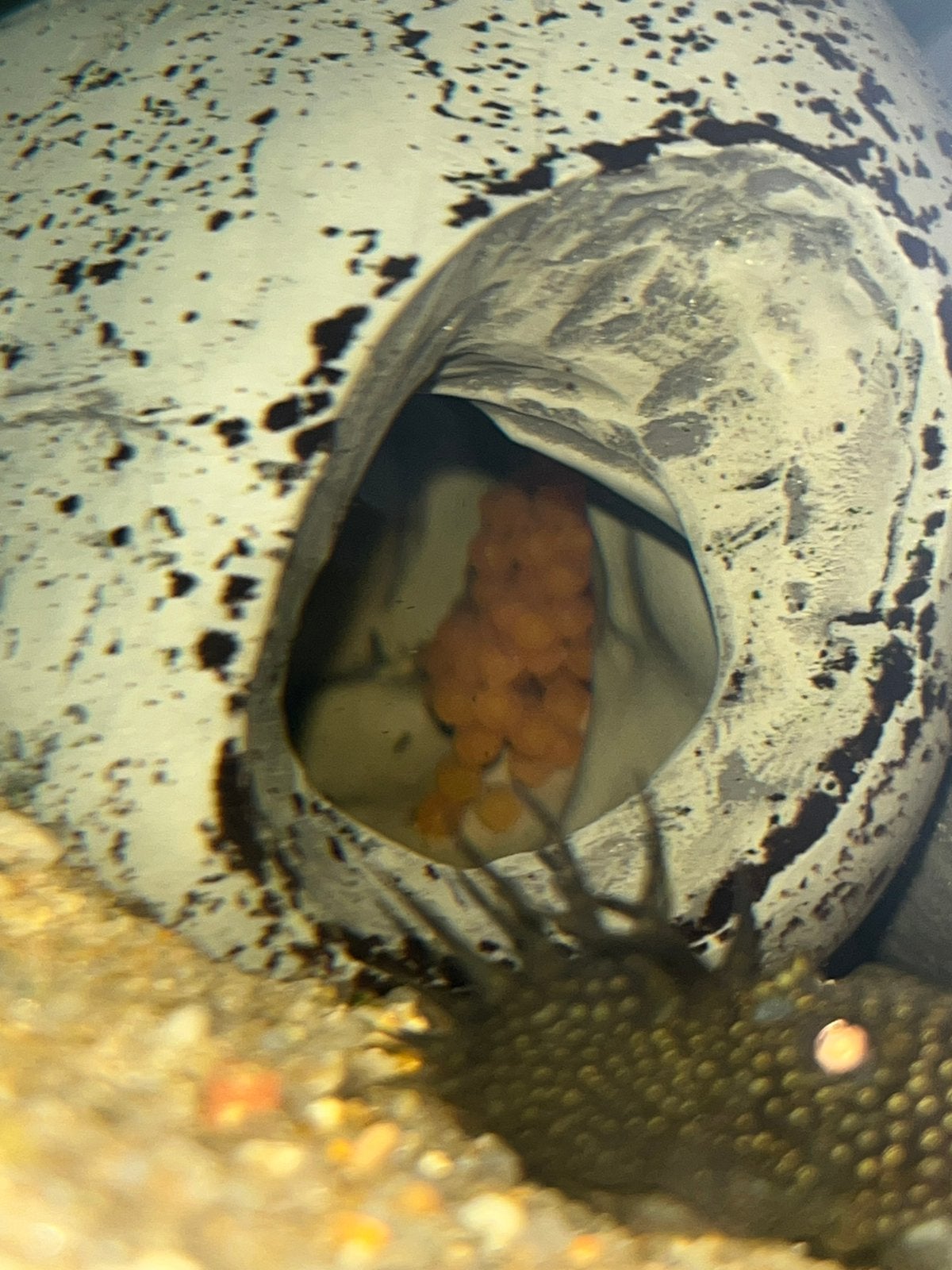 2 kweekkoppels Ancistrus algeneters te koop, Dieren en Toebehoren