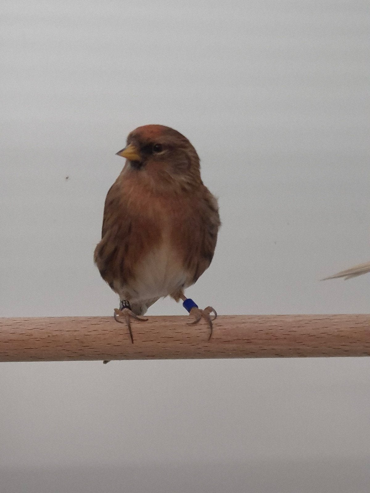 6-2 Kleine barmsijsen, Dieren en Toebehoren, Meerdere dieren, Wildzangvogel, Geringd