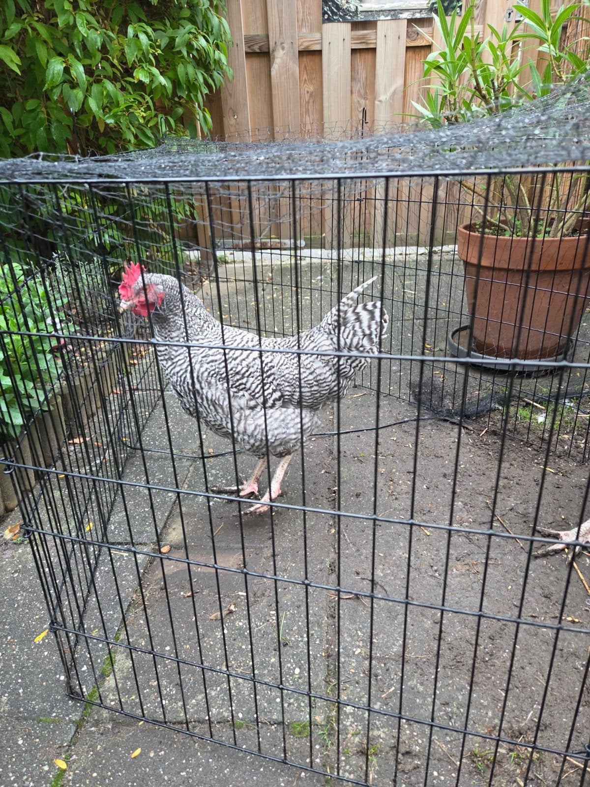 jonge noord Hollandse blauwe hanen te koop., Dieren en Toebehoren, Mannelijk, Kip