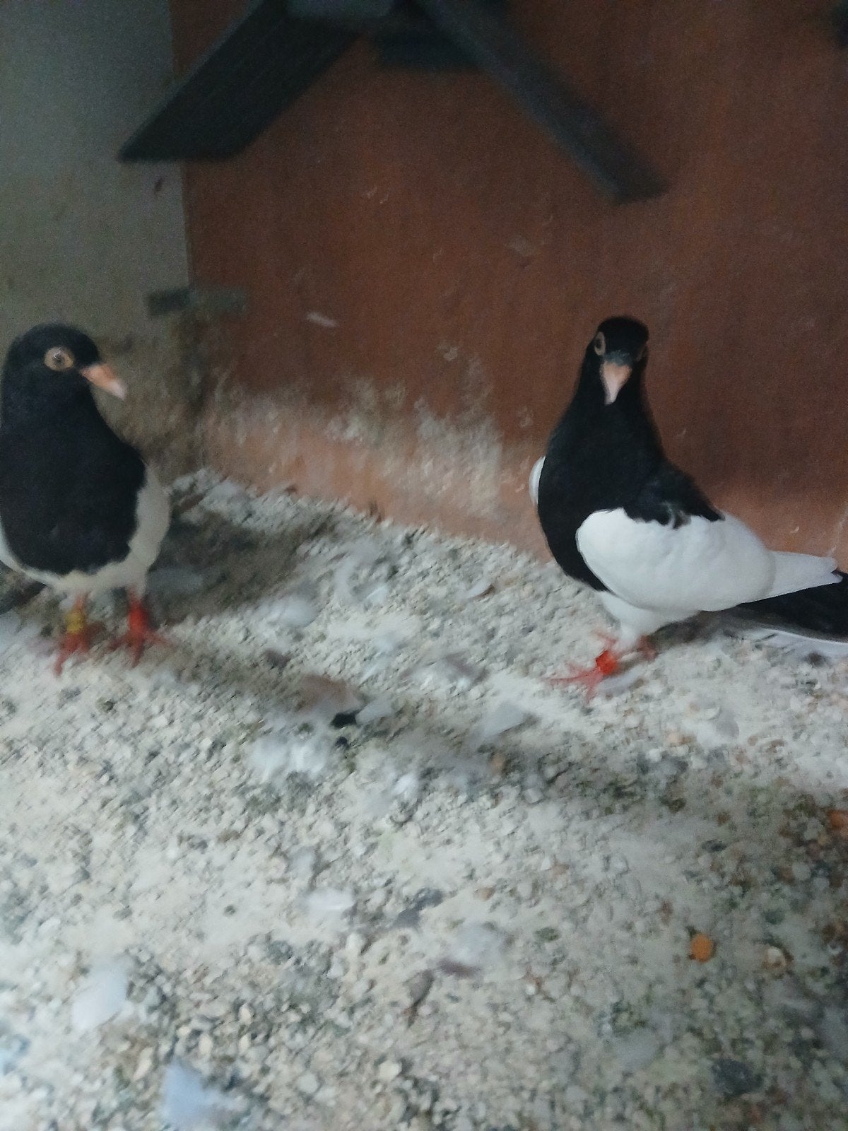 ekster tuimelaars, Meerdere dieren, Tuimelaar of Roller