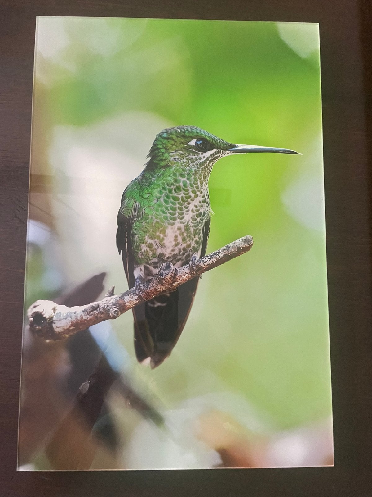 Vogels op dibond met perspex, Minder dan 50 cm, Oorspronkelijke maker, Ophalen of Verzenden, Zo goed als nieuw