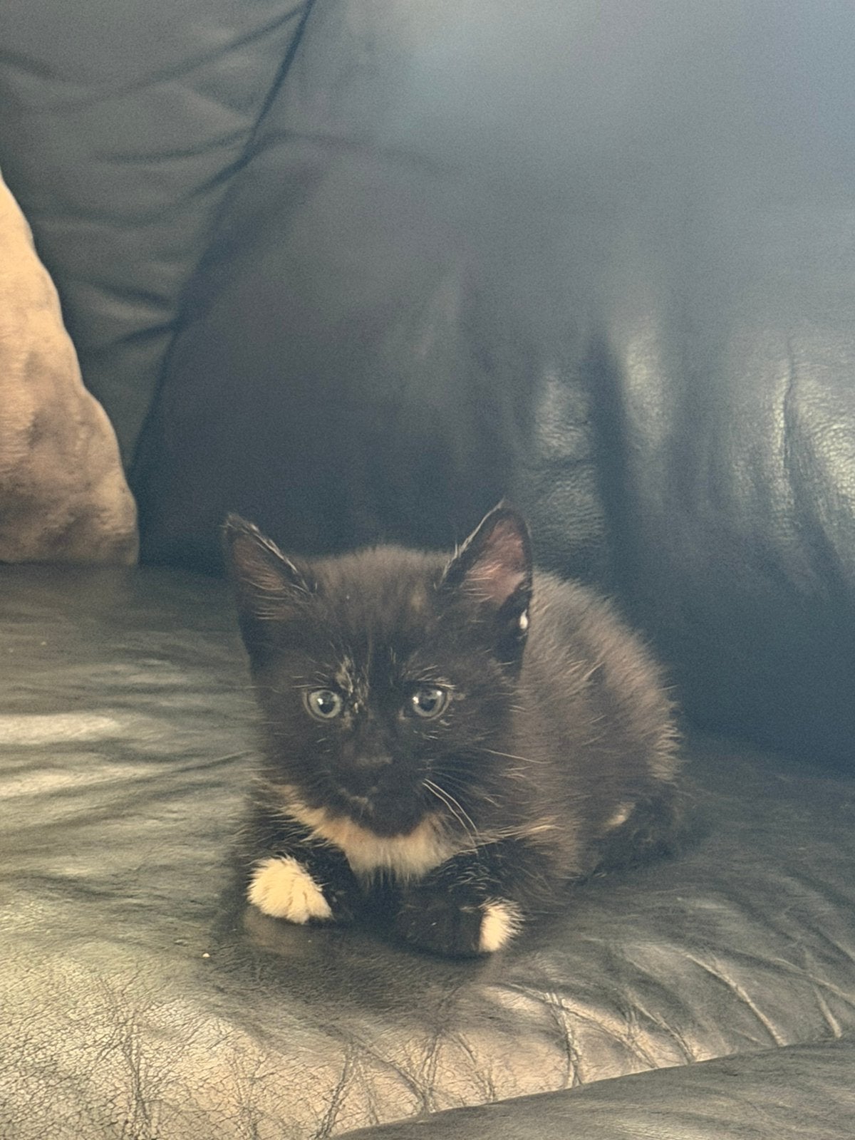 Lieve kittens zoeken een nieuw thuis, Dieren en Toebehoren, Katten en Kittens | Raskatten | Korthaar, Meerdere dieren