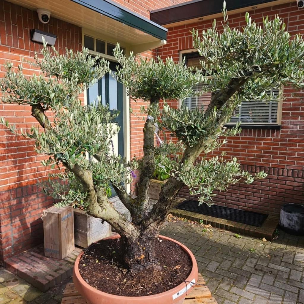 Mega grote olijfboom: ruim 300cm hoog stamdikte 165cm!, Volle zon, Ophalen of Verzenden, 100 tot 250 cm, Olijfboom