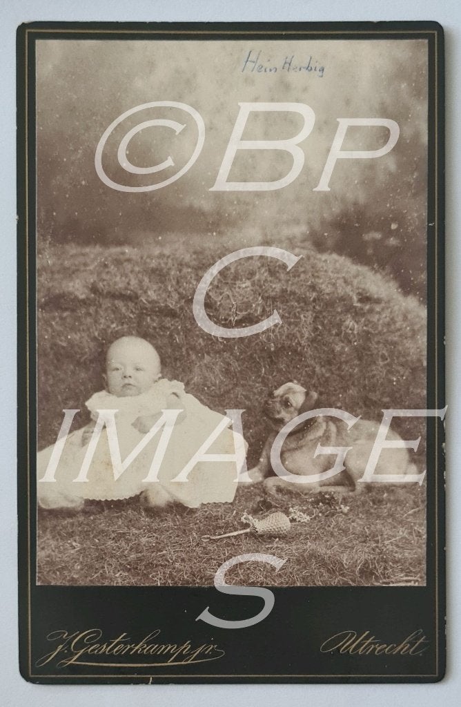 Kabinetfoto Hein Herbig (Ekenstein) , mopshond Utrecht 1887, Verzamelen, Gebruikt, Foto, Ophalen of Verzenden, Voor 1940