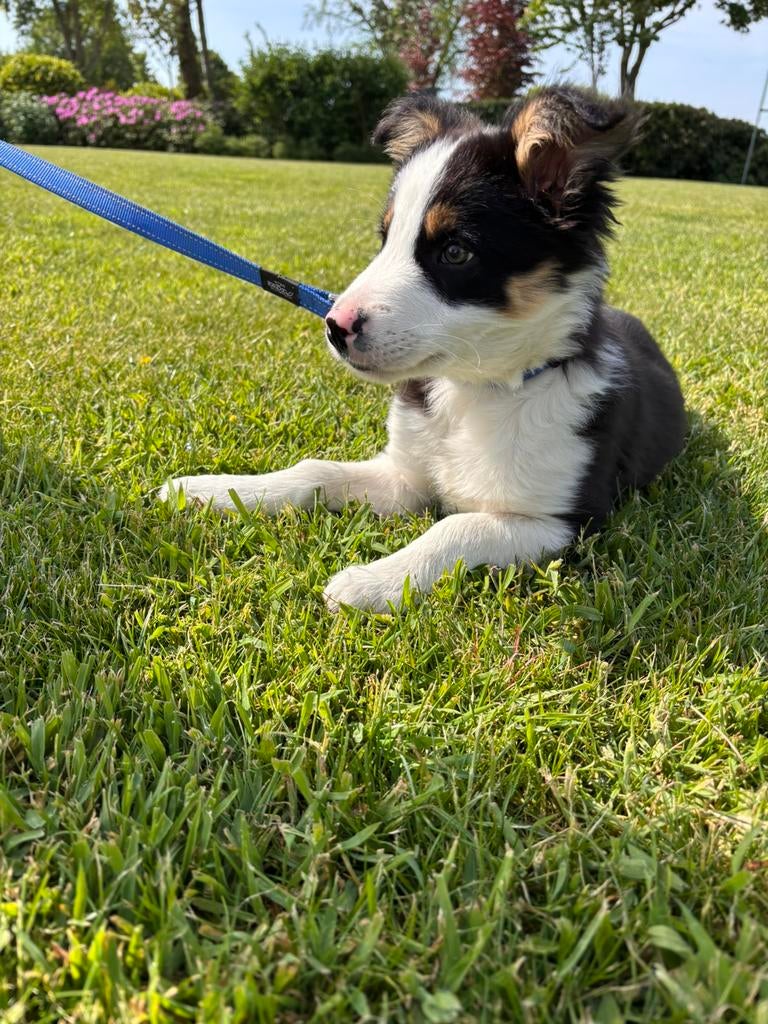 Border collie pup, Dieren en Toebehoren, Honden | Herdershonden en Veedrijvers, 8 tot 15 weken, Collie, Parvo, Meerdere