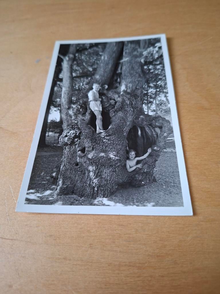 Overveen de 400-jarige holle boom Kraantje Lek, Ophalen of Verzenden, 1940 tot 1960, Ongelopen, Noord-Holland