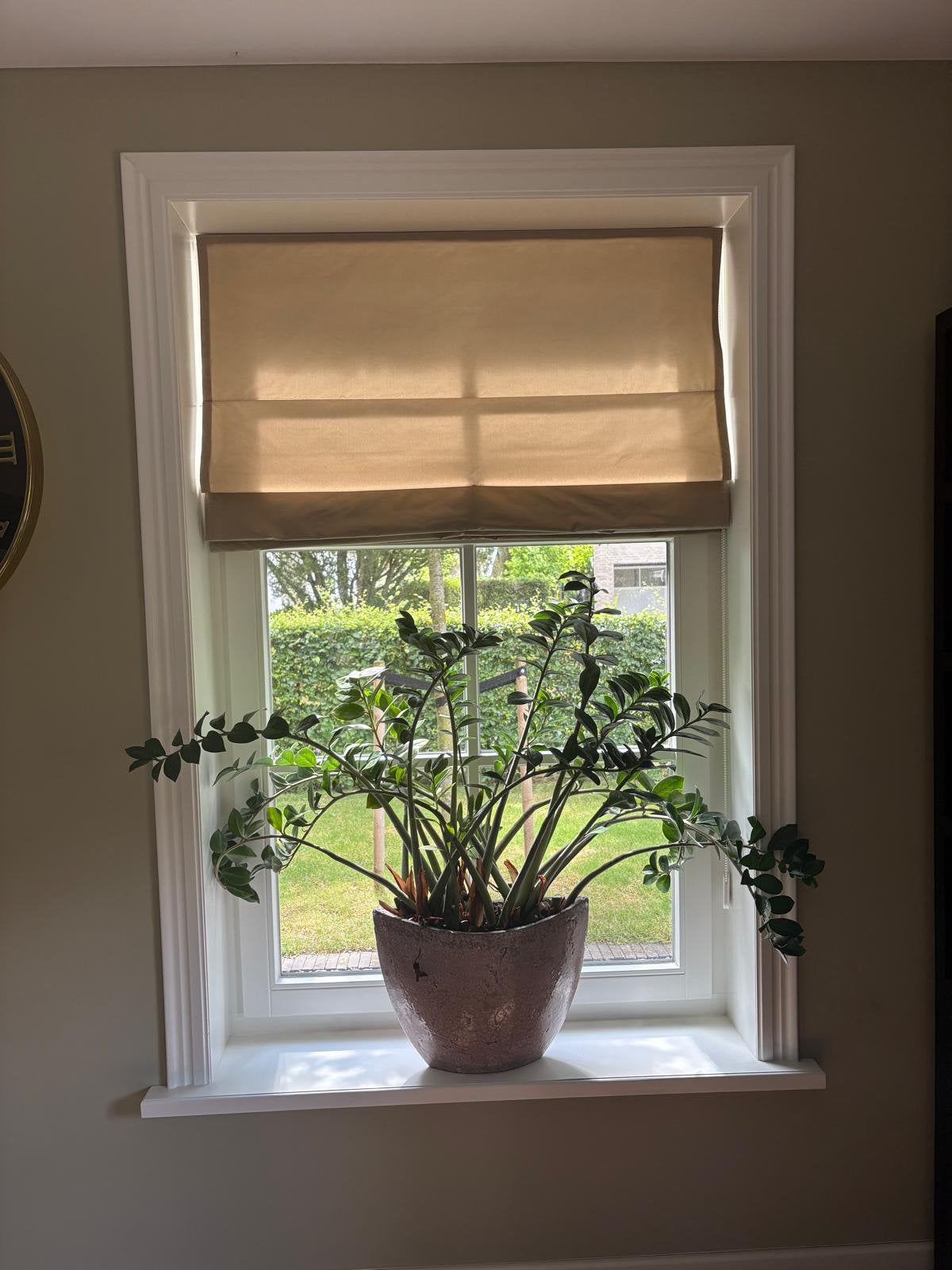 Twee kamerplanten Zamioculcas in ovale potten, Huis en Inrichting, Kamerplanten, Ophalen, 100 tot 150 cm, Overige soorten, Halfschaduw