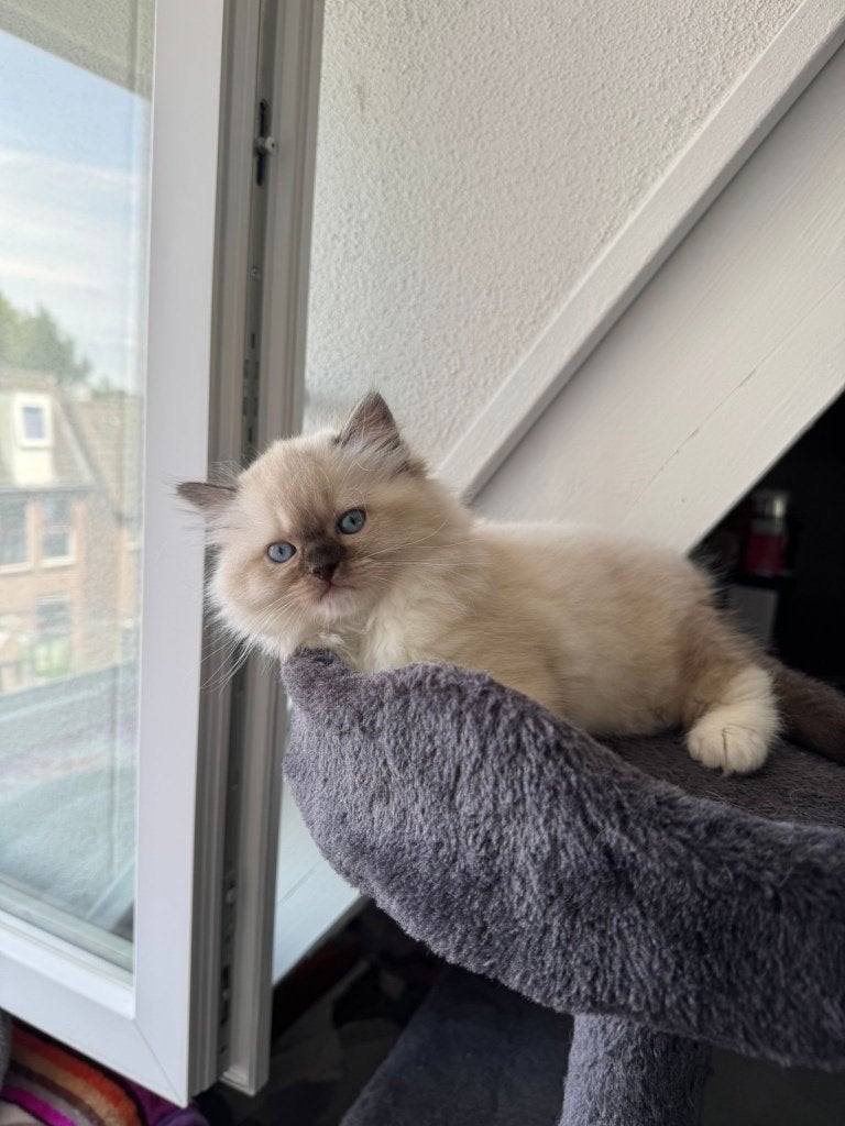 Nog eentje is over die in 07/05/2026 geboren is te koop, Dieren en Toebehoren, Katten en Kittens | Overige Katten, Meerdere dieren