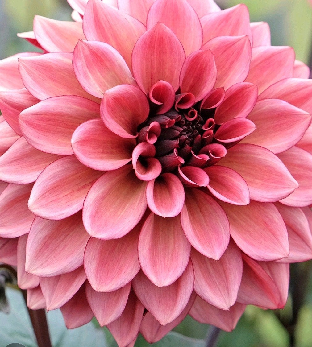 Dahlia Night Silence stekken tuinplant, Tuin en Terras, Bloembollen en Zaden, Ophalen, Volle zon