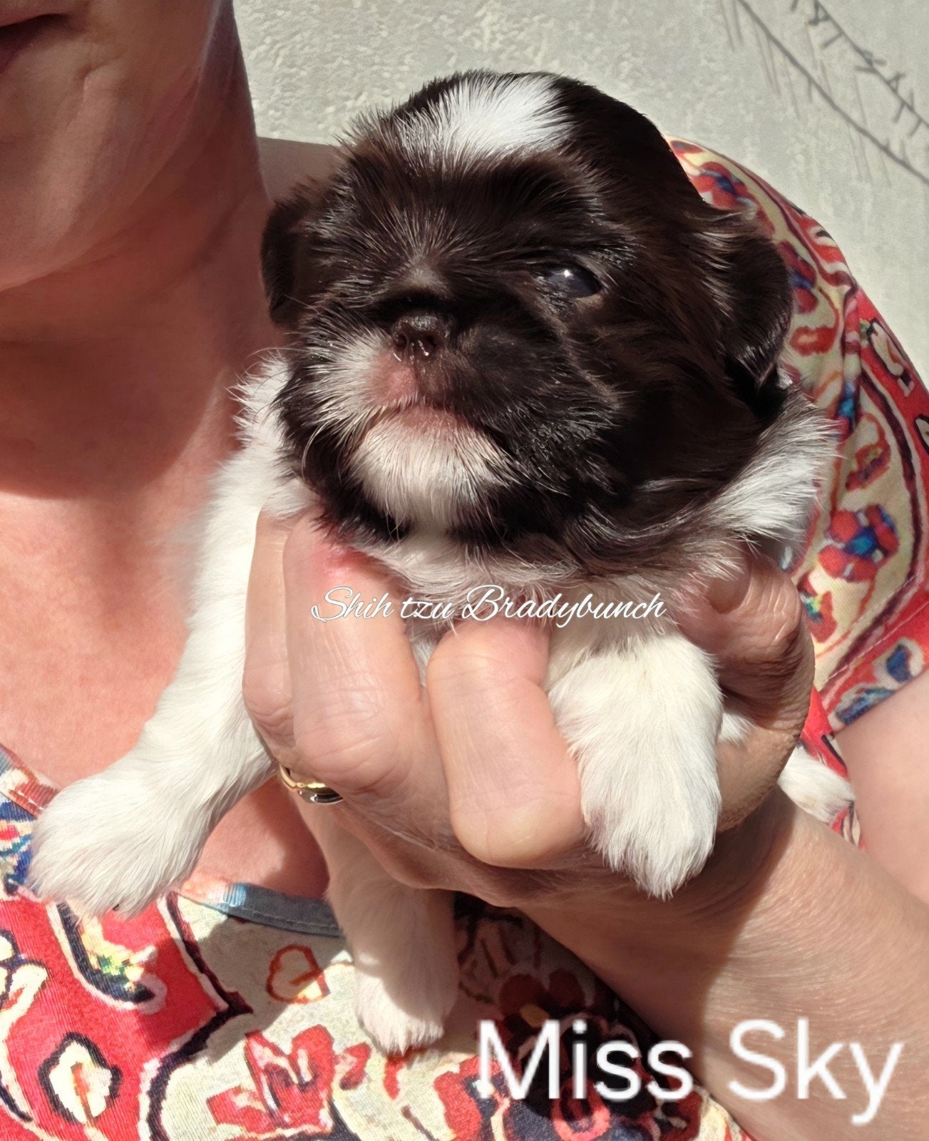 Nog 1 raszuivere Shih tzu teefjes met stamboom ., Parvo, Overige rassen, 8 tot 15 weken, Meerdere