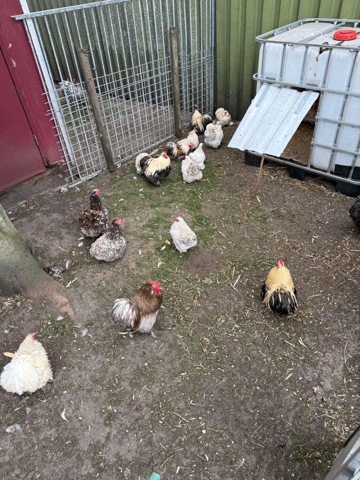 Cochin hennen te koop, aan de leg, kriel., Vrouwelijk, Kip