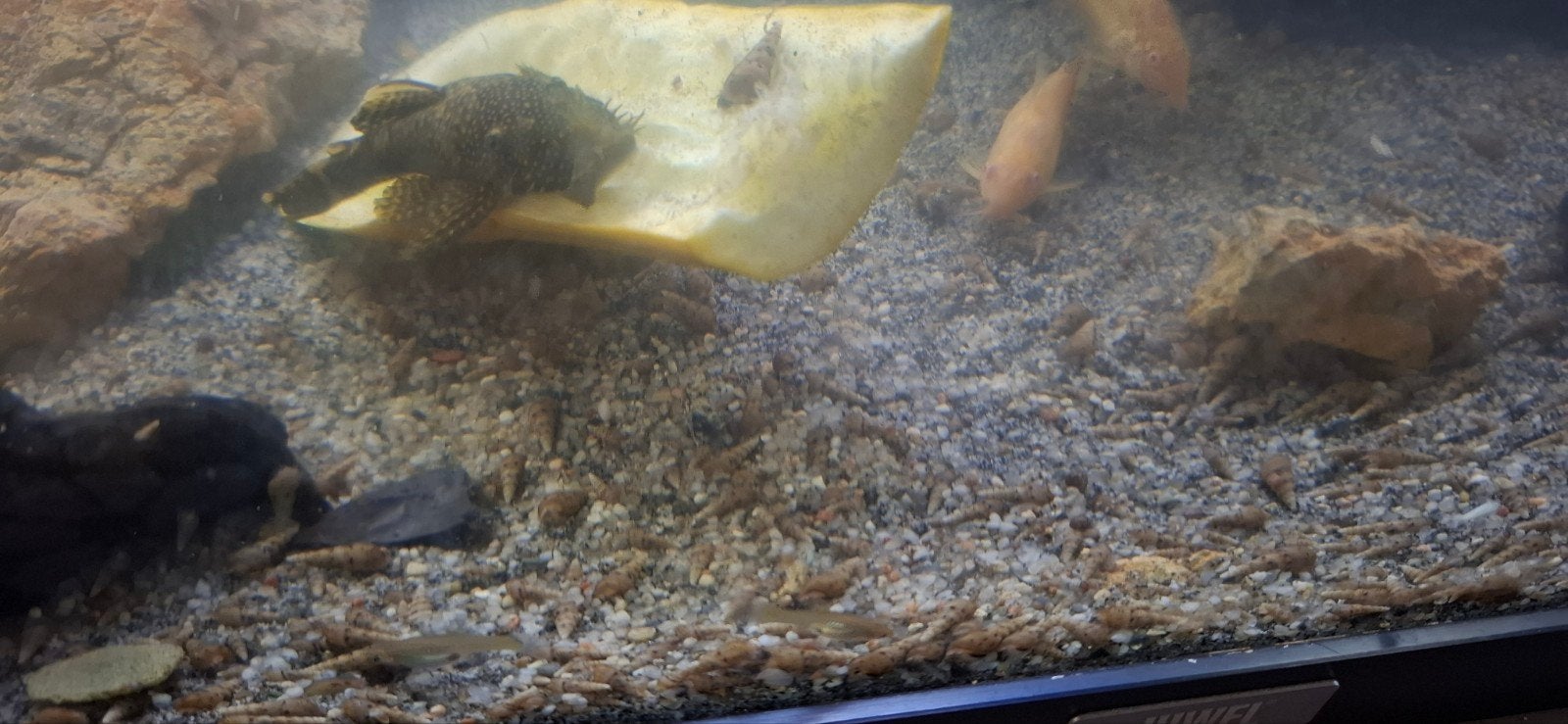 Torenslak jongen., Dieren en Toebehoren, Vis