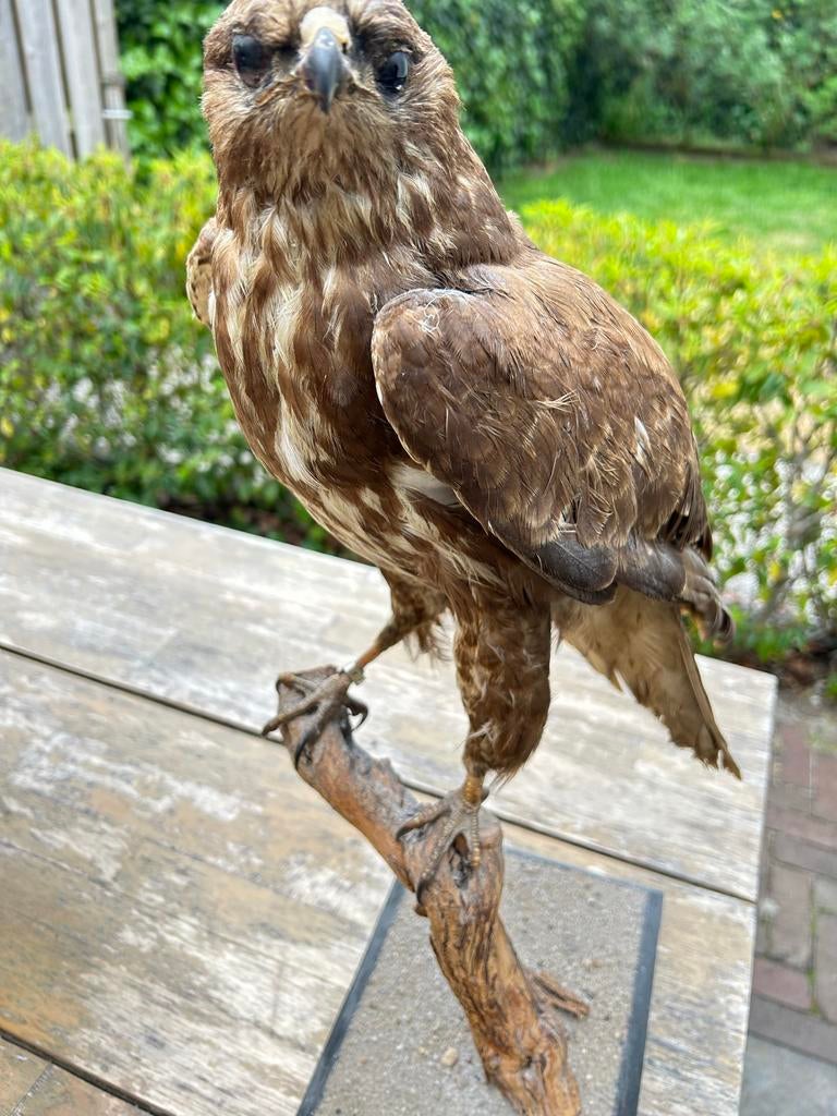 Opgezette Buizerd - Prachtige Roofvogel Decoratie, Ophalen of Verzenden, Gebruikt, Vogel, Opgezet dier