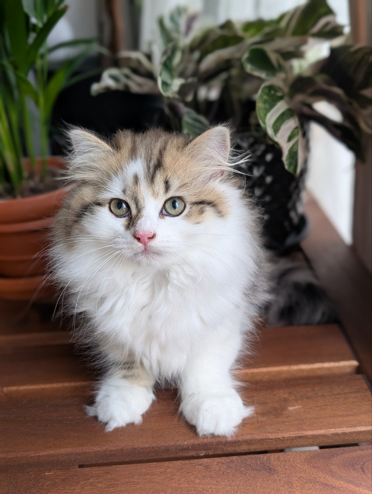 Britse kittens raszuiver black golden tabby & white, Meerdere dieren, Gechipt, 0 tot 2 jaar