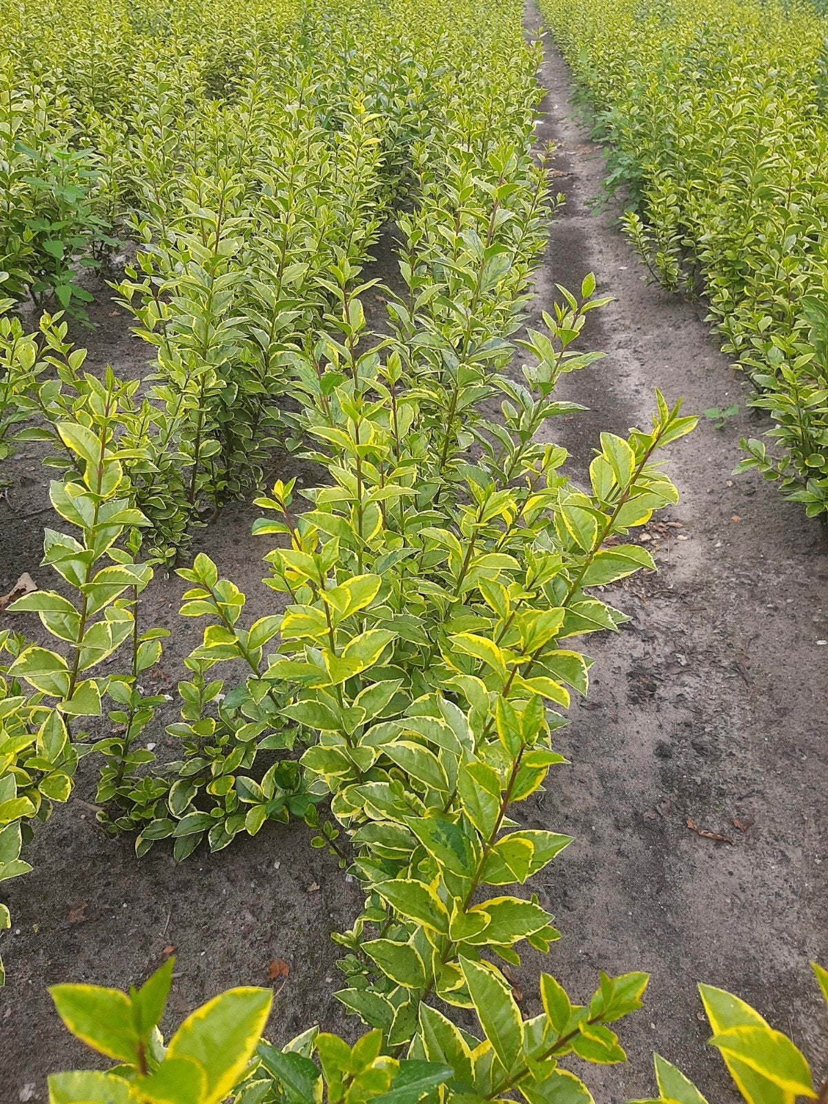 Bonte Liguster - Winterharde haagplant met geelgroen blad, Volle zon, Vaste plant, Bloeit niet, Ophalen