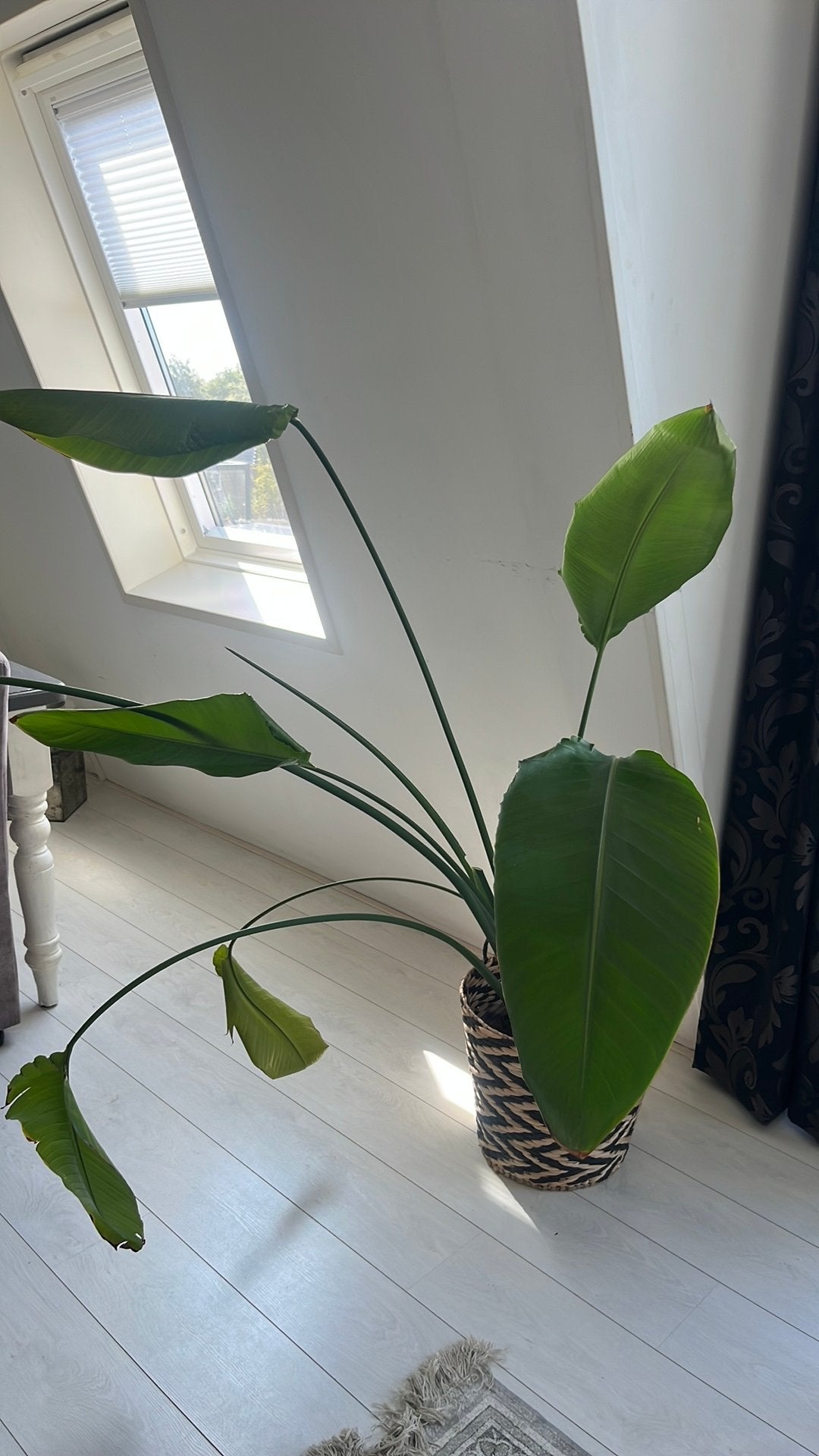 Strelitzia, Ophalen, Halfschaduw