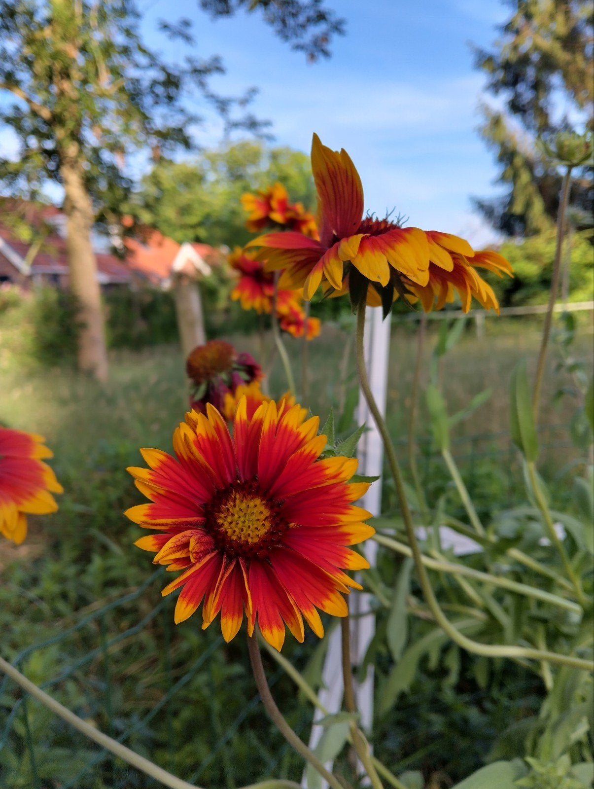 Biologische zaden van de kokardebloem (Gaillardia), Tuin en Terras, Ophalen of Verzenden, Voorjaar, Volle zon, Zaad
