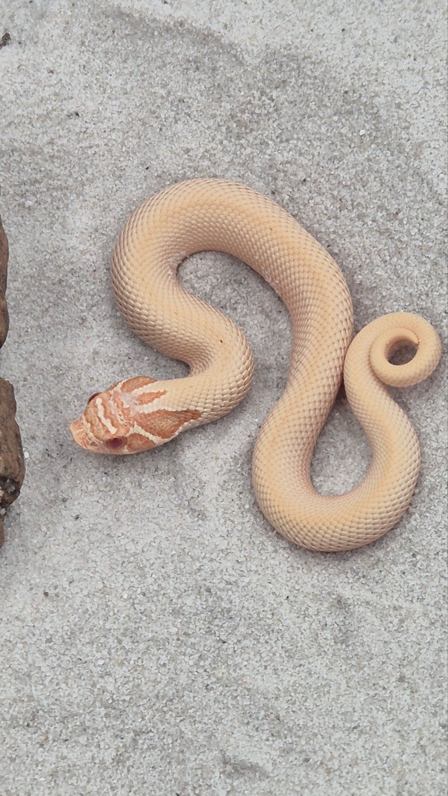 Haakneusslang het snow Hognose Snake photo 5
